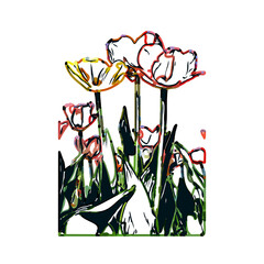 Color sketch of a tulip flower with transparent background