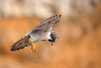 Beautiful landing flight of a peregrine falcon captured up close against reddish brown background in San Pedro California - obrazy, fototapety, plakaty