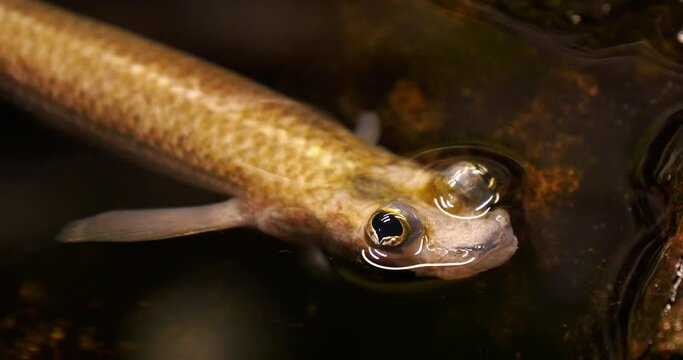 Largescale four-eyed fish, anableps anableps, Fish from South America, Real Time 4K