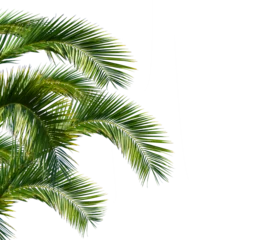 Fototapeten lush green curved palm leaves on transparent background overlay © winyu