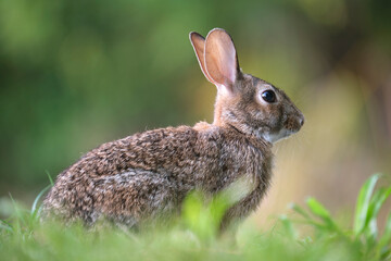 Naklejka na ściany i meble Grey small hare eating grass on summer field. Wild rabbit in nature