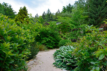 Obraz premium biało-zielona funkia i ozdobne krzewy przy ścieżce w ogrodzie (Hosta ), ogród japoński, ogrodowa ścieżka, żwirowa alejka, japanese garden, Zen garden, garden path, designer garden