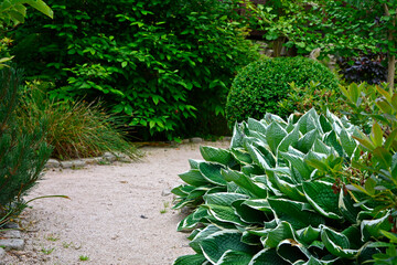 biało-zielona funkia przy ścieżce (Hosta ), ogród japoński, ogrodowa ścieżka, żwirowa...