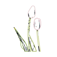 Color sketch of a tulip flower with transparent background