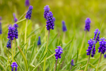 Fototapeta premium Blue purple Muscari or Mouse Hyacinth in full bloom on naturel green background. Garden bulbs and perennials wallpaper. The first flowering spring plants in a garden, park. Early flowers in the lawn.