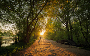 A man walking alone on a bad rough road among green trees, a silhouette of a man in a natural tunnel.
One person on the way to sunrise. A light in the end of a tunnel.The man comes out of the darkness