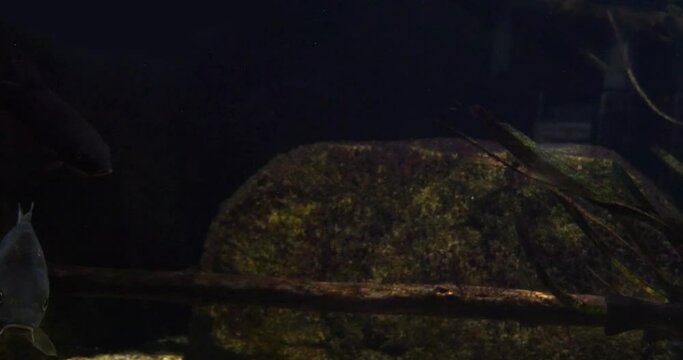 Mirror carp, Cyprinus carpio carpio, Adult Swimming in a Freshwater Aquarium in France, Real Time 4K