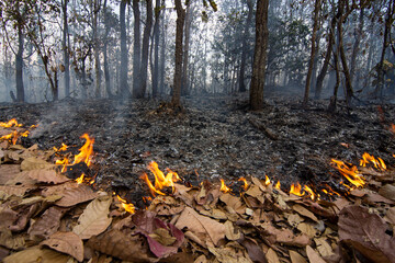 wildfire in Asia Burning ground covered with dry leaves, Disasters and smog threats