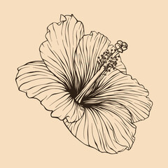 Hibiscus flower vector illustration with line art