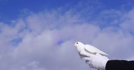 Image of light spots and clouds over pigeon in hands