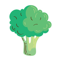 fresh broccoli vegetable