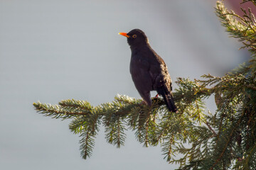 blackbird sits on a branch