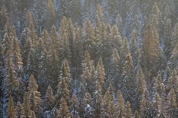 Snow-covered fir-tree forest at Northern Ural mountains