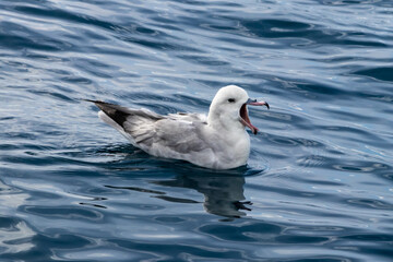 Southern Fulmar (Fulmarus glacialoides) swimming in the Antarctic Sea. Mouth open, reflection on water's surface. 
