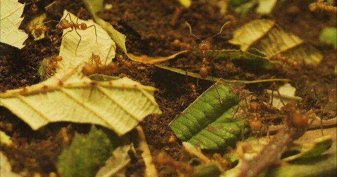 Close up of Leaf cutter ants collecting and crawling around