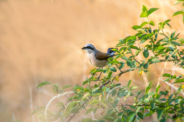 red-backed shrike sits in a rose bush and looks for prey