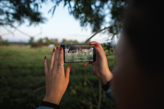 Person with smartphone recording horse riding 4K. Over shoulder view of brown hair woman holding smartphone and take pictures of horses in a nature