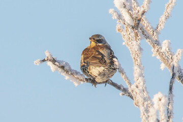 a Fieldfare sits on snowy branches in cold winter time