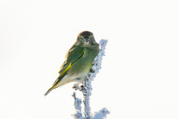 Obraz premium a greenfinch sits on a snowy branch in the cold winter