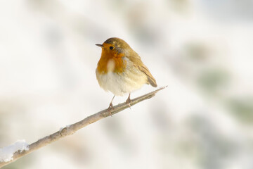 robin sits on a branch and sunbathes in winter