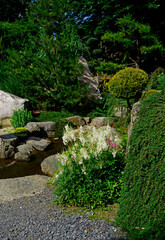 biała tawułka Arendsa w ogrodzie (Astilbe × arendsii), kamienie w ogrodzie, ogród japoński, ogrodowa ścieżka, żwirowa alejka, japanese garden, Zen garden, garden path, designer garden - obrazy, fototapety, plakaty