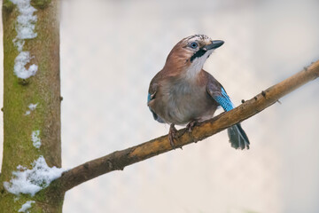 a jay sits on a branch
