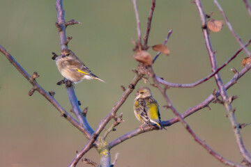 two greenfinches sits on a branch