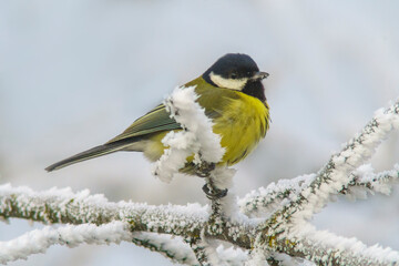 a Great tit sits on snowy branches in cold winter time