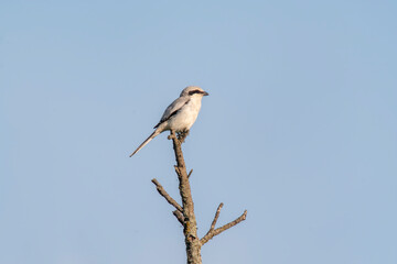 a gray shrike sits on a branch and looks for prey