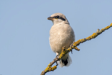 a gray shrike sits on a branch and looks for prey