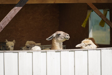 Obraz premium Llamas in a paddock, photo in the summer on a farm.