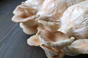 Closeup of Matured Indian Oyster Mushrooms (Pleurotus Pulmonarius) Ready for Harvest