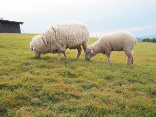 Fototapeta premium Two fluffy sheep are foraging in the meadow. mother and lamb eating green grass in the farm Sheep grazing at Doi Chang in Thailand. It is a four-legged animal that chews the cud and feeds on mammals. 