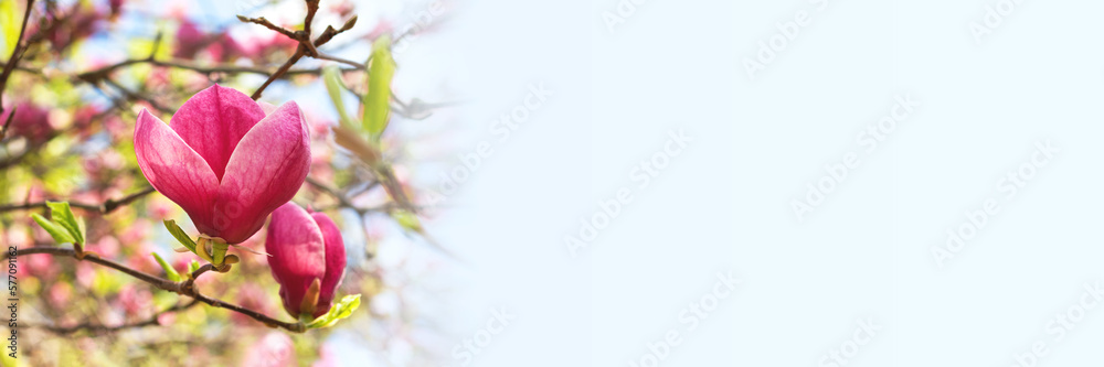 Wall mural beautiful blooming pink magnolia tree on spring day banner. panoramic web header with copy space. wi