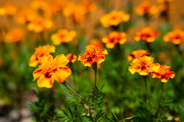 Tagetes patula, the French marigold