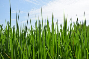 Rice fields in the beautiful blue sky