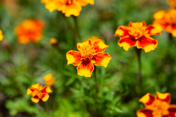 Tagetes patula, the French marigold macro photo
