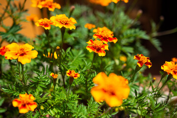 Tagetes patula, the French marigold