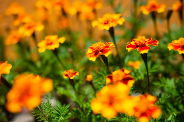 Tagetes patula, the French marigold garden