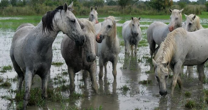 Camargue Horse, Herd standing in Swamp, Saintes Marie de la Mer in Camargue, in the South of France, Real Time 4K