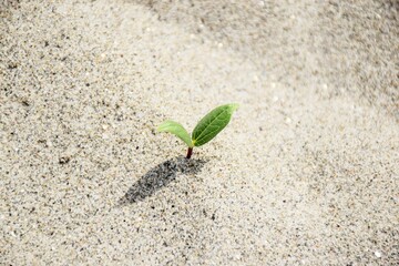 a growing plant on sand