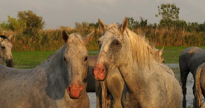 Camargue Horse, Herd standing in Swamp, Saintes Marie de la Mer in Camargue, in the South of France, Real Time 4K