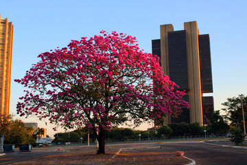Pink Ipês in Brasilia
