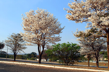 white ipês in Brasilia
