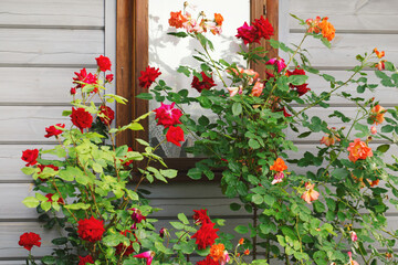 Climbing red and orange roses bloom in the garden near the window of small wooden house