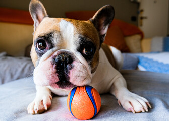 bulldog francese having fun 