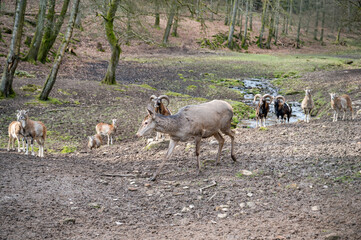 Doe, Female Deer Cow walking in front of a group of goats and billy goats, river in the background, Wildlife Park Brudergrund, Erbach, Germany