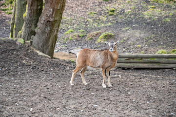 Obraz premium Single goat standing on top of a hill and looking on the view, wildlife park Brudergrund, Erbach, Germany