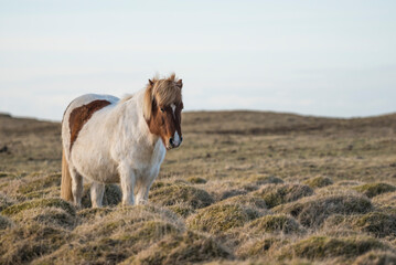 Obraz premium Beautiful Icelandic white horse with a brown head in the meadow during winter, Iceland