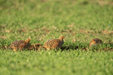 Grey partridges, standing in a field in the winter in the uk